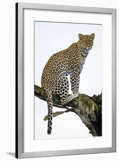 Leopard (Panthera Pardus) Sitting on a Tree, Ndutu, Ngorongoro Conservation Area, Tanzania-null-Framed Photographic Print