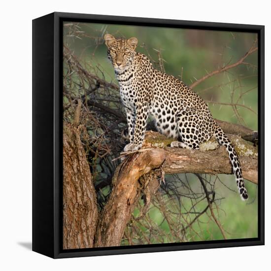 Leopard (Panthera Pardus) Sitting on a Tree, Ndutu, Ngorongoro Conservation Area, Tanzania-null-Framed Stretched Canvas