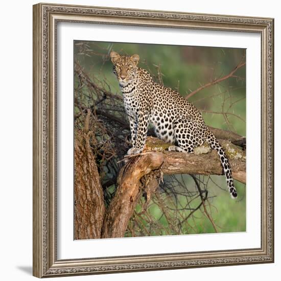 Leopard (Panthera Pardus) Sitting on a Tree, Ndutu, Ngorongoro Conservation Area, Tanzania-null-Framed Photographic Print