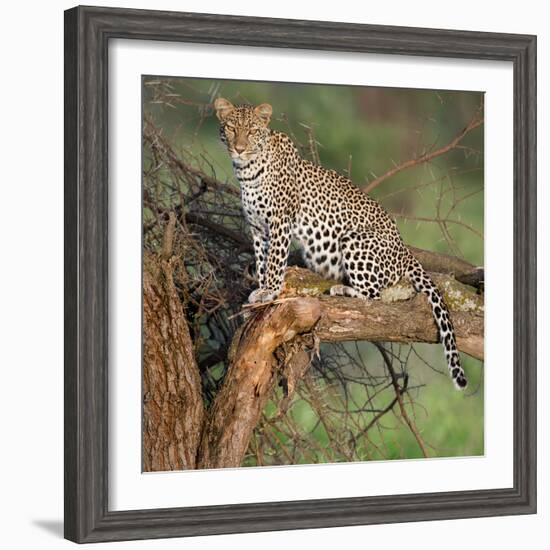 Leopard (Panthera Pardus) Sitting on a Tree, Ndutu, Ngorongoro Conservation Area, Tanzania-null-Framed Photographic Print
