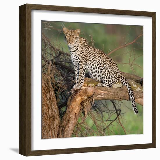 Leopard (Panthera Pardus) Sitting on a Tree, Ndutu, Ngorongoro Conservation Area, Tanzania-null-Framed Photographic Print