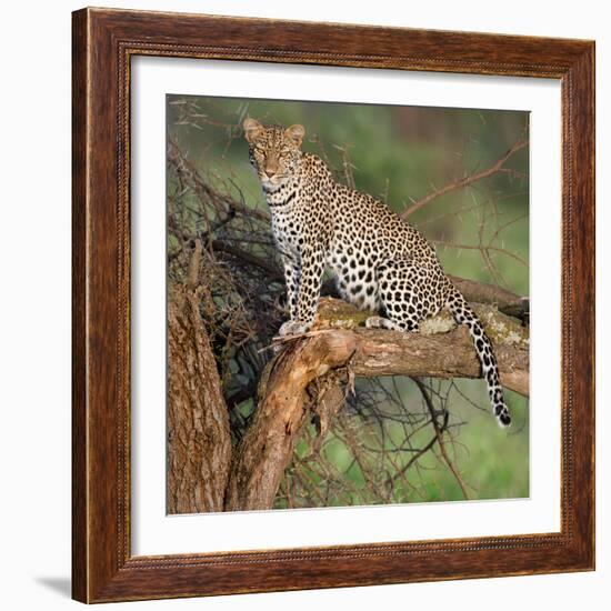 Leopard (Panthera Pardus) Sitting on a Tree, Ndutu, Ngorongoro Conservation Area, Tanzania-null-Framed Photographic Print