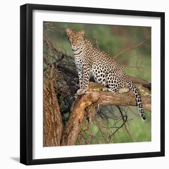 Leopard (Panthera Pardus) Sitting on a Tree, Ndutu, Ngorongoro Conservation Area, Tanzania-null-Framed Photographic Print