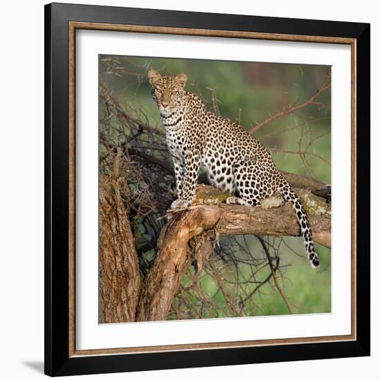 Leopard (Panthera Pardus) Sitting on a Tree, Ndutu, Ngorongoro Conservation Area, Tanzania-null-Framed Photographic Print