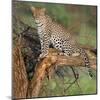 Leopard (Panthera Pardus) Sitting on a Tree, Ndutu, Ngorongoro Conservation Area, Tanzania-null-Mounted Photographic Print