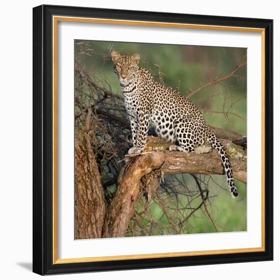 Leopard (Panthera Pardus) Sitting on a Tree, Ndutu, Ngorongoro Conservation Area, Tanzania-null-Framed Photographic Print