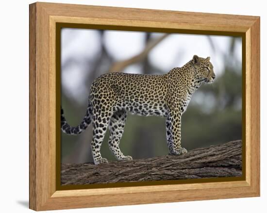 Leopard (Panthera Pardus) Standing on Log, Samburu Game Reserve, Kenya, East Africa, Africa-James Hager-Framed Premier Image Canvas