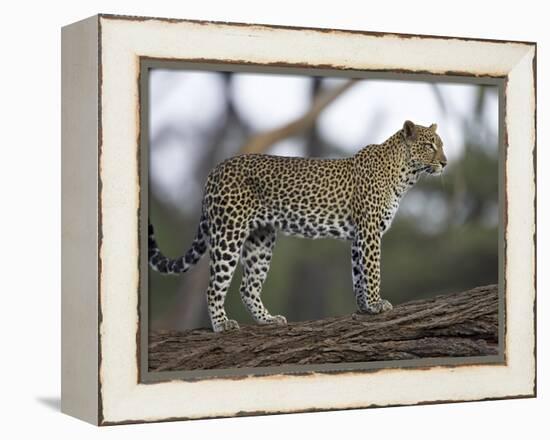 Leopard (Panthera Pardus) Standing on Log, Samburu Game Reserve, Kenya, East Africa, Africa-James Hager-Framed Premier Image Canvas