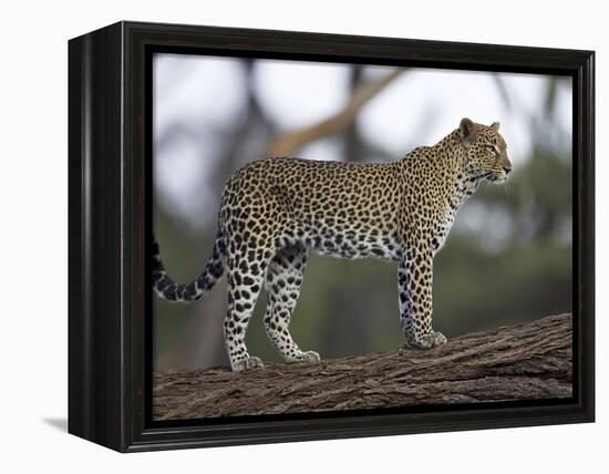 Leopard (Panthera Pardus) Standing on Log, Samburu Game Reserve, Kenya, East Africa, Africa-James Hager-Framed Premier Image Canvas