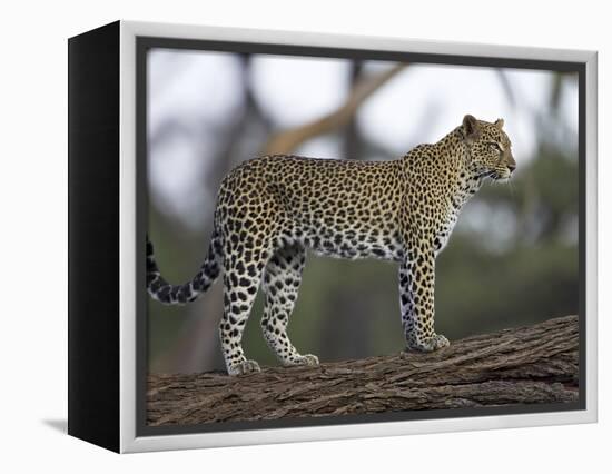 Leopard (Panthera Pardus) Standing on Log, Samburu Game Reserve, Kenya, East Africa, Africa-James Hager-Framed Premier Image Canvas