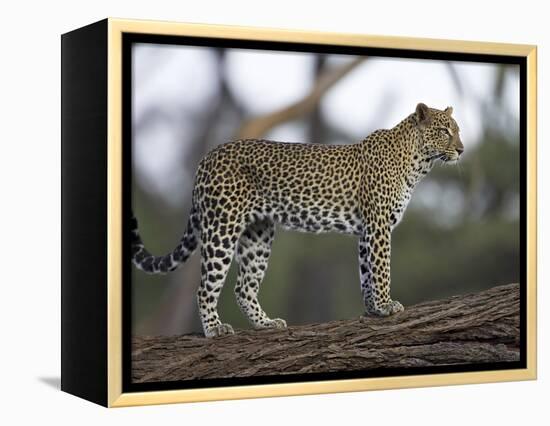 Leopard (Panthera Pardus) Standing on Log, Samburu Game Reserve, Kenya, East Africa, Africa-James Hager-Framed Premier Image Canvas