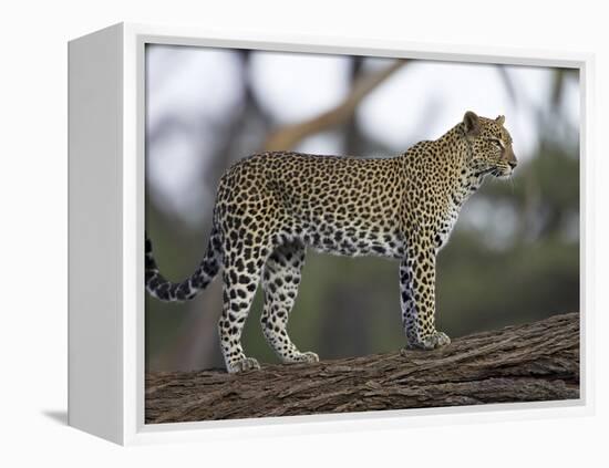 Leopard (Panthera Pardus) Standing on Log, Samburu Game Reserve, Kenya, East Africa, Africa-James Hager-Framed Premier Image Canvas