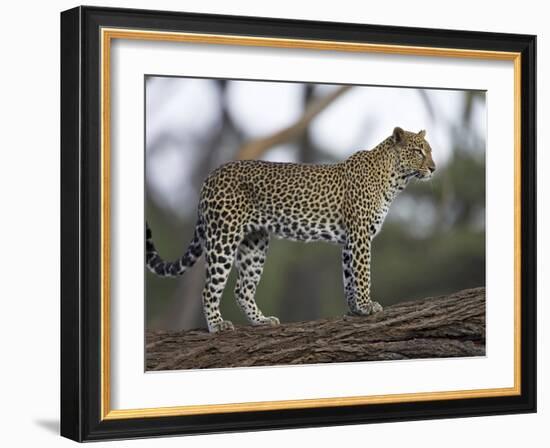 Leopard (Panthera Pardus) Standing on Log, Samburu Game Reserve, Kenya, East Africa, Africa-James Hager-Framed Photographic Print