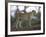 Leopard (Panthera Pardus) Standing on Log, Samburu Game Reserve, Kenya, East Africa, Africa-James Hager-Framed Photographic Print