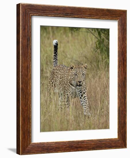 Leopard (Panthera Pardus) Walking Through Dry Grass with His Tail Up-James Hager-Framed Photographic Print