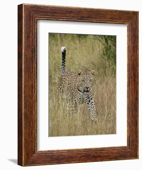 Leopard (Panthera Pardus) Walking Through Dry Grass with His Tail Up-James Hager-Framed Photographic Print