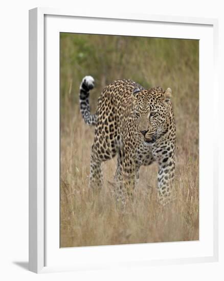 Leopard (Panthera Pardus) Walking Through Dry Grass-James Hager-Framed Photographic Print