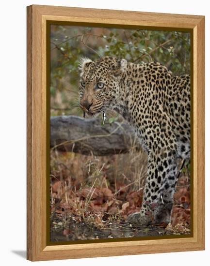 Leopard (Panthera pardus) with Cape porcupine quills stuck in it, Kruger National Park, South Afric-James Hager-Framed Premier Image Canvas