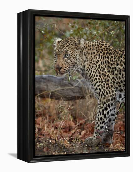 Leopard (Panthera pardus) with Cape porcupine quills stuck in it, Kruger National Park, South Afric-James Hager-Framed Premier Image Canvas
