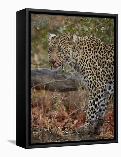 Leopard (Panthera pardus) with Cape porcupine quills stuck in it, Kruger National Park, South Afric-James Hager-Framed Premier Image Canvas