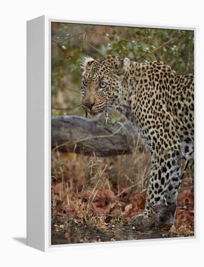 Leopard (Panthera pardus) with Cape porcupine quills stuck in it, Kruger National Park, South Afric-James Hager-Framed Premier Image Canvas