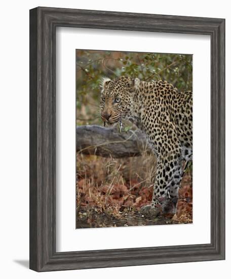 Leopard (Panthera pardus) with Cape porcupine quills stuck in it, Kruger National Park, South Afric-James Hager-Framed Photographic Print