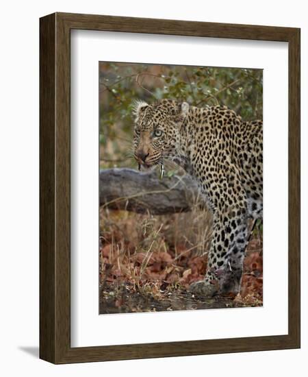 Leopard (Panthera pardus) with Cape porcupine quills stuck in it, Kruger National Park, South Afric-James Hager-Framed Photographic Print