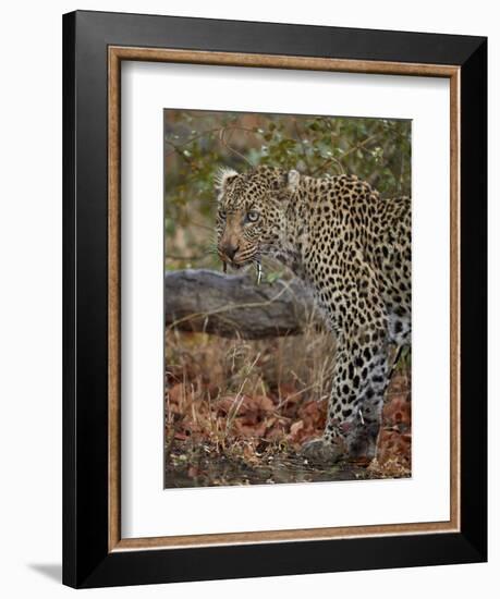 Leopard (Panthera pardus) with Cape porcupine quills stuck in it, Kruger National Park, South Afric-James Hager-Framed Photographic Print