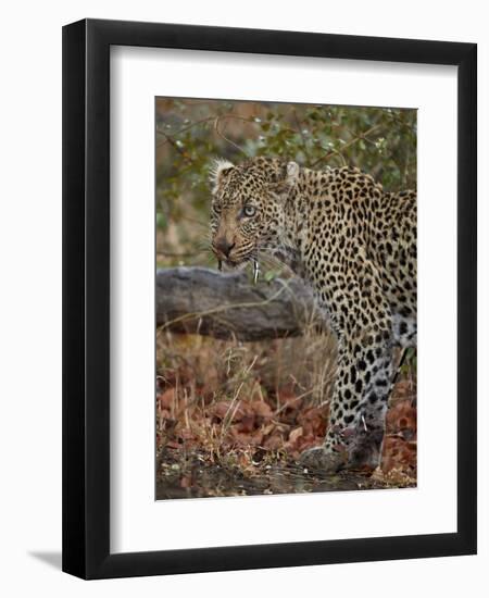 Leopard (Panthera pardus) with Cape porcupine quills stuck in it, Kruger National Park, South Afric-James Hager-Framed Photographic Print