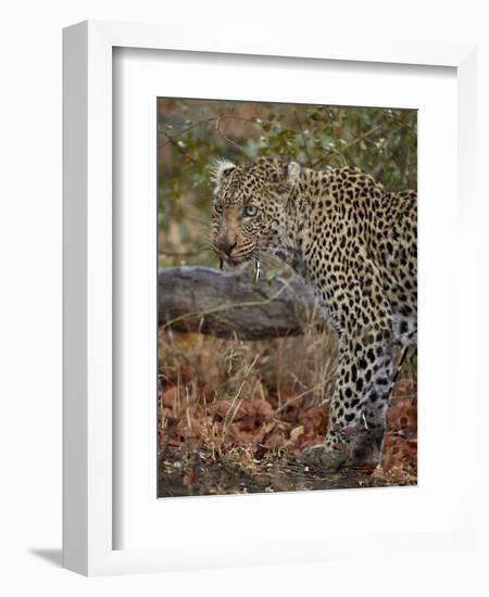 Leopard (Panthera pardus) with Cape porcupine quills stuck in it, Kruger National Park, South Afric-James Hager-Framed Photographic Print