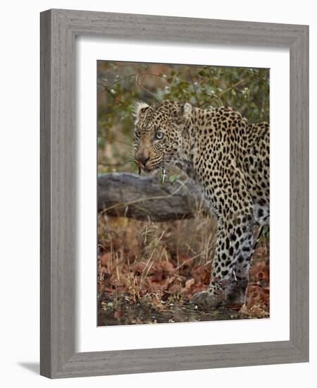 Leopard (Panthera pardus) with Cape porcupine quills stuck in it, Kruger National Park, South Afric-James Hager-Framed Photographic Print