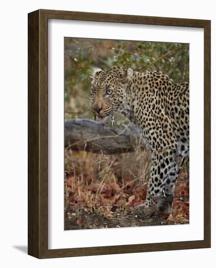 Leopard (Panthera pardus) with Cape porcupine quills stuck in it, Kruger National Park, South Afric-James Hager-Framed Photographic Print