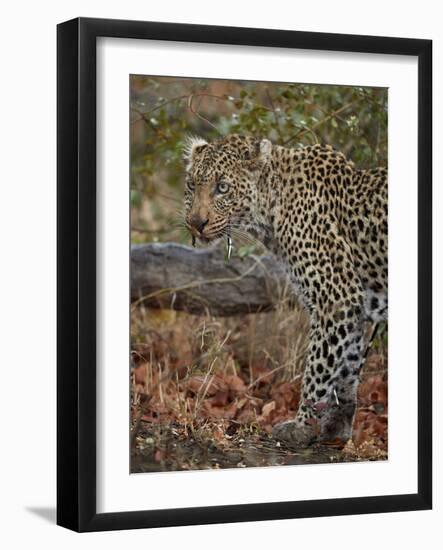 Leopard (Panthera pardus) with Cape porcupine quills stuck in it, Kruger National Park, South Afric-James Hager-Framed Photographic Print