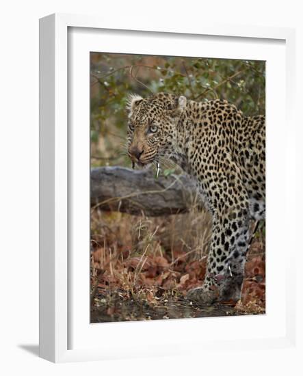 Leopard (Panthera pardus) with Cape porcupine quills stuck in it, Kruger National Park, South Afric-James Hager-Framed Photographic Print