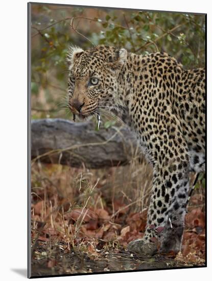 Leopard (Panthera pardus) with Cape porcupine quills stuck in it, Kruger National Park, South Afric-James Hager-Mounted Photographic Print