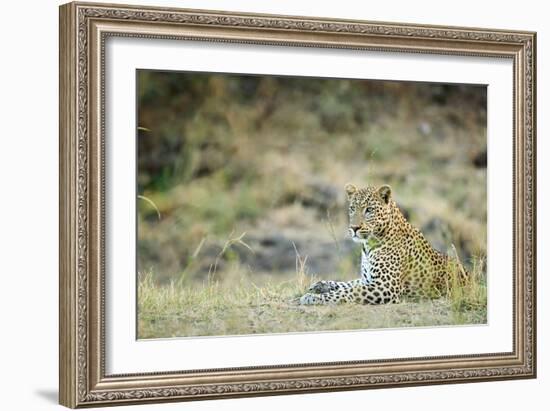 Leopard (Panthera Pardus), Zambia, Africa-Janette Hill-Framed Photographic Print