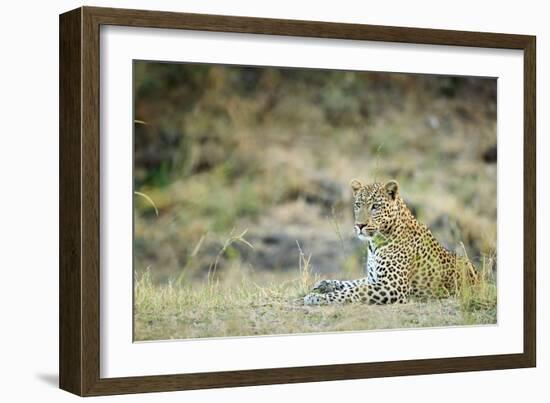 Leopard (Panthera Pardus), Zambia, Africa-Janette Hill-Framed Photographic Print