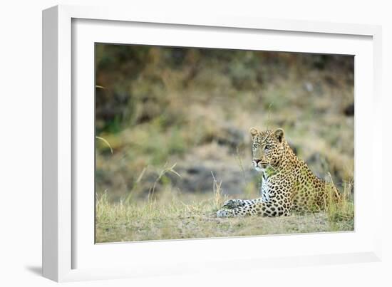 Leopard (Panthera Pardus), Zambia, Africa-Janette Hill-Framed Photographic Print