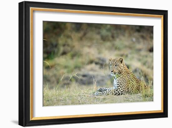 Leopard (Panthera Pardus), Zambia, Africa-Janette Hill-Framed Photographic Print