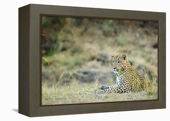 Leopard (Panthera Pardus), Zambia, Africa-Janette Hill-Framed Premier Image Canvas