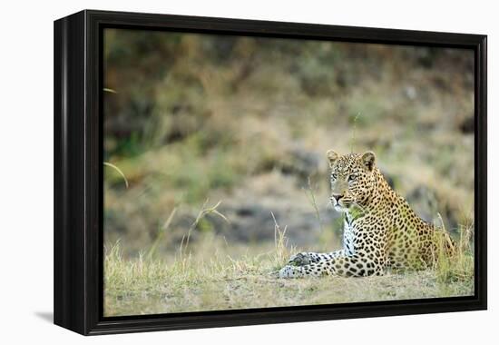 Leopard (Panthera Pardus), Zambia, Africa-Janette Hill-Framed Premier Image Canvas