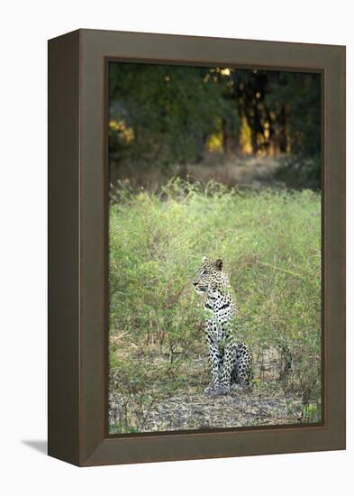 Leopard (Panthera Pardus), Zambia, Africa-Janette Hill-Framed Premier Image Canvas