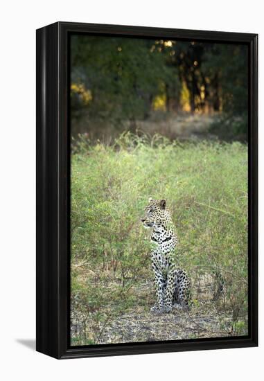 Leopard (Panthera Pardus), Zambia, Africa-Janette Hill-Framed Premier Image Canvas