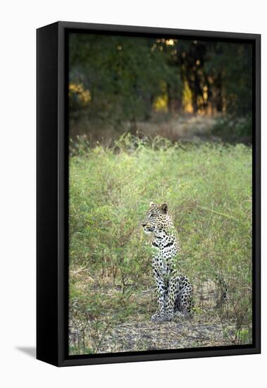 Leopard (Panthera Pardus), Zambia, Africa-Janette Hill-Framed Premier Image Canvas