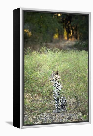 Leopard (Panthera Pardus), Zambia, Africa-Janette Hill-Framed Premier Image Canvas