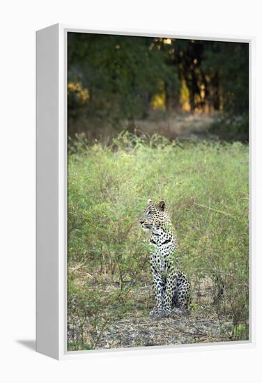 Leopard (Panthera Pardus), Zambia, Africa-Janette Hill-Framed Premier Image Canvas