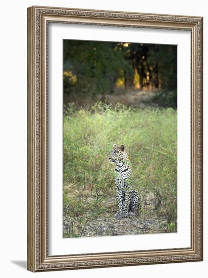 Leopard (Panthera Pardus), Zambia, Africa-Janette Hill-Framed Photographic Print