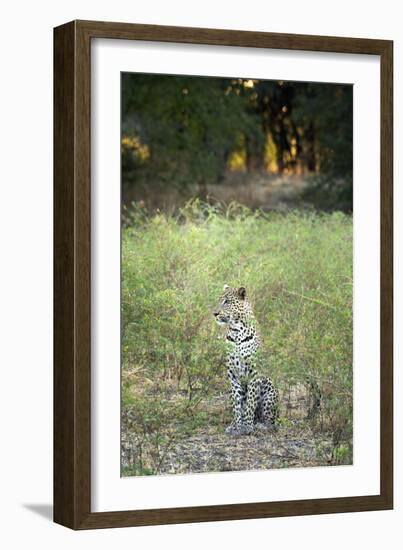 Leopard (Panthera Pardus), Zambia, Africa-Janette Hill-Framed Photographic Print