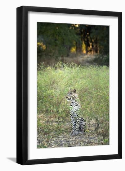 Leopard (Panthera Pardus), Zambia, Africa-Janette Hill-Framed Photographic Print