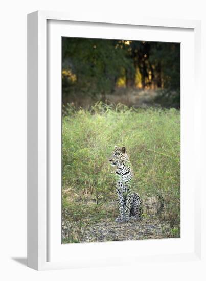 Leopard (Panthera Pardus), Zambia, Africa-Janette Hill-Framed Photographic Print